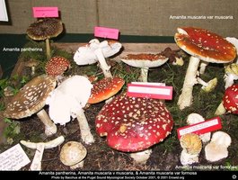 amanita_group1.jpg