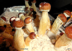 PF Classic champa Mycotopia post-130166-0-86489500-1395076221.jpg