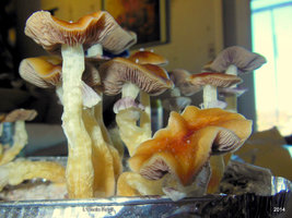 PF Classic champa Mycotopia post-130166-0-66291600-1395076643.jpg
