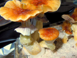 PF Classic champa Mycotopia post-130166-0-52083400-1395076791.jpg