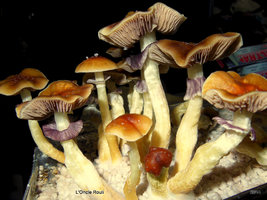 PF Classic champa Mycotopia post-130166-0-78026800-1395076630.jpg