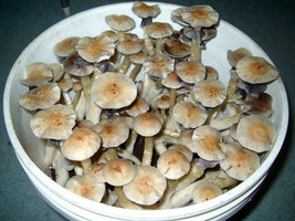 Creepers Gr0wer Shroomery 872522456-creeper_harvest_006.jpg