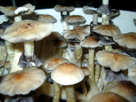 Creepers Gr0wer Shroomery 872526576-creeper_harvest_009.jpg