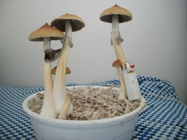 100_6359.jpg