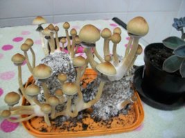 100_6375.jpg