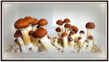Ban Hua Thanon Empiema Lisergia.org P1110585.JPG