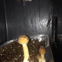 IMG_0993.JPG