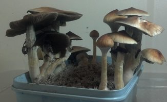 Pensacola Esphiral Lisergia.org 2.jpg