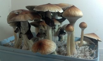 Pensacola Esphiral Lisergia.org 3.jpg