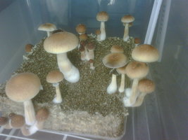 Thai Na Muang magic mycology Shroomery 658758356-IMG01779-20120508-0911.jpg
