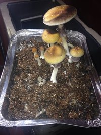 IMG_1018.JPG