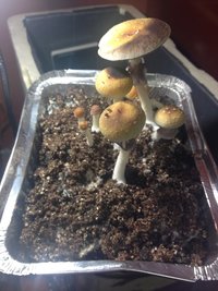 IMG_1019.JPG
