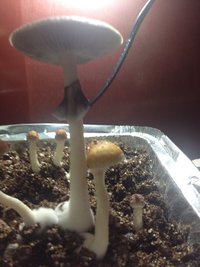IMG_1021.JPG