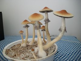 100_6393.jpg