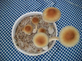 100_6395.jpg
