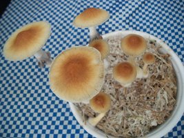 100_6398.jpg