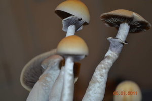 x7xn-693221222-DSC_1352.jpg