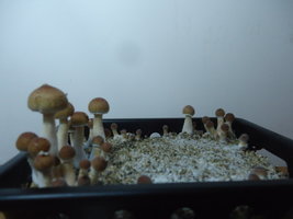 DSC06786.JPG