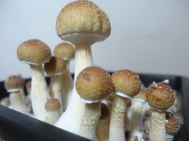 DSC06792.JPG