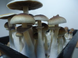DSC06826.JPG