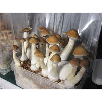 cambodian-gold.jpg