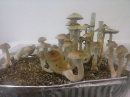 CAM00913.jpg