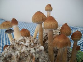 100_6384.jpg