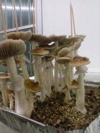 CAM00966.jpg