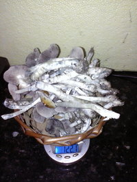 CAM00996.jpg