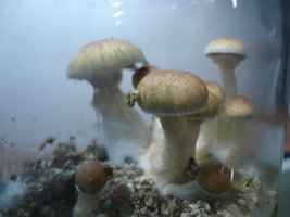 DSC06840.JPG