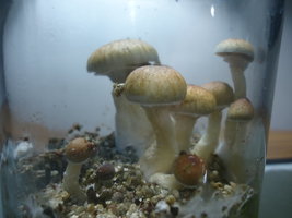DSC06847.JPG