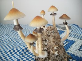 100_6418.jpg