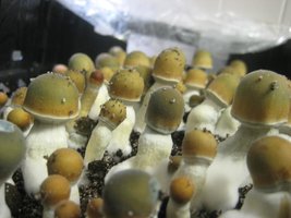 Zape-Amphiprion-Mycotopia-zape3.jpg