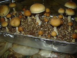 casingpinado.jpg
