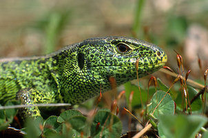 Lacerta_viridis.jpg