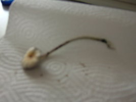 DSCF7898.JPG