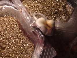 DSCF8119.JPG