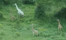 girafa-albina1a.jpg