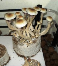 DSC02024.JPG