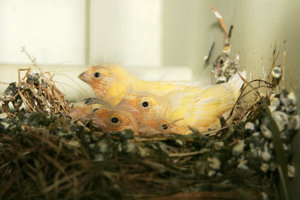 800px-Canary_chicks.jpg