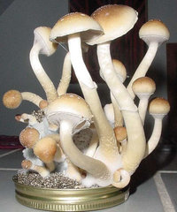 magic-mushrooms.jpg