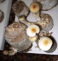 DSC02074.JPG
