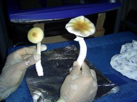 Imagem 0906.jpg