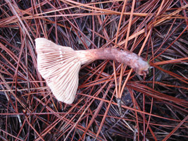 DSC04643.jpg