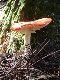DSC04701.jpg