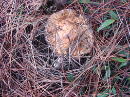 DSC04705.jpg