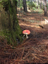 DSC04712.jpg
