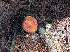 DSC04719.jpg