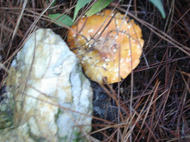 DSC04724.jpg