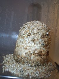 terrário2-1.jpg